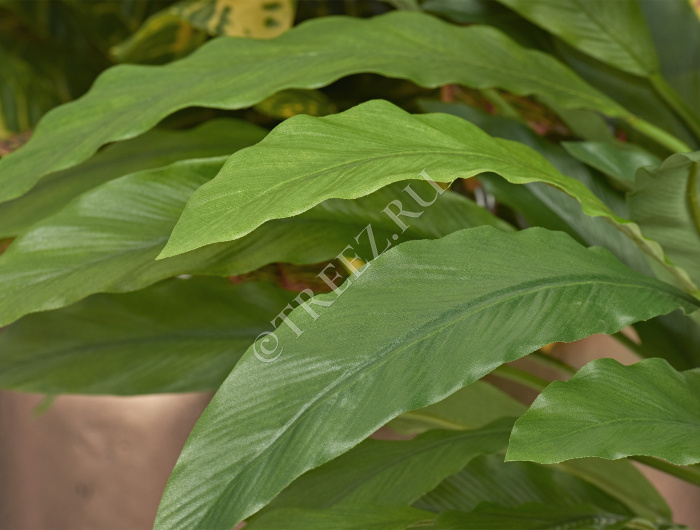 Калатея в горшке фото