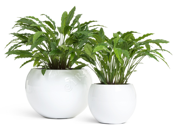 Калатея в горшке фото