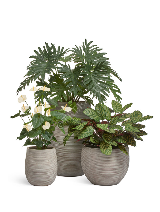 Калатея крупнолистная зелёно-бордовая в горшке фото