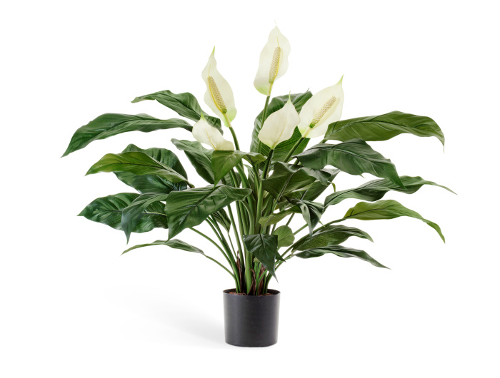 Спацифилум в горшке фото