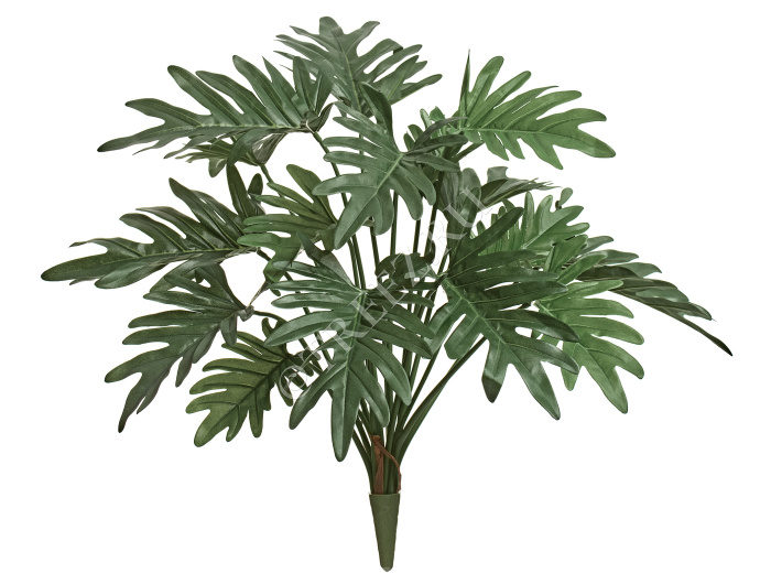 Филодендрон Ксанаду Литл куст фото