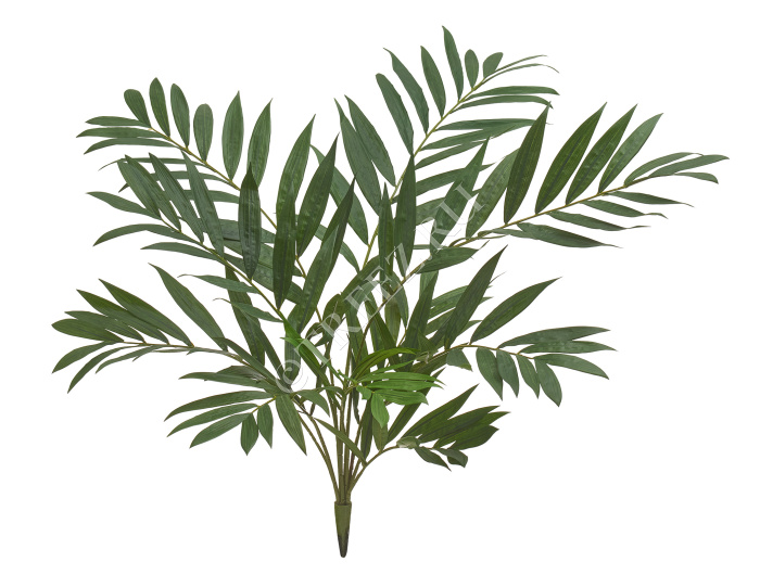 Пальма Хамедорея куст фото