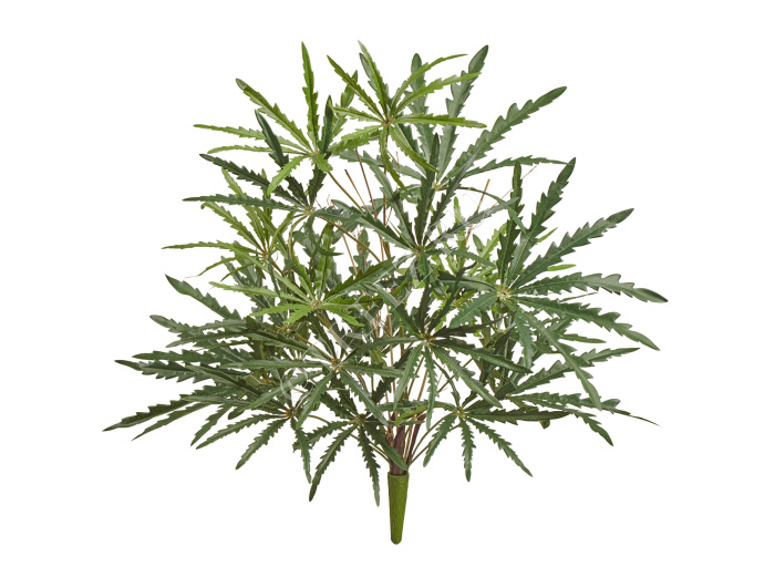 Аралия зелёная куст фото