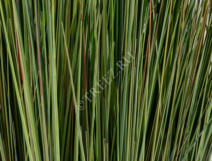 Трава Осока куст фото