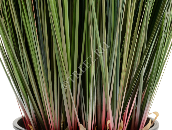 Трава Осока куст фото