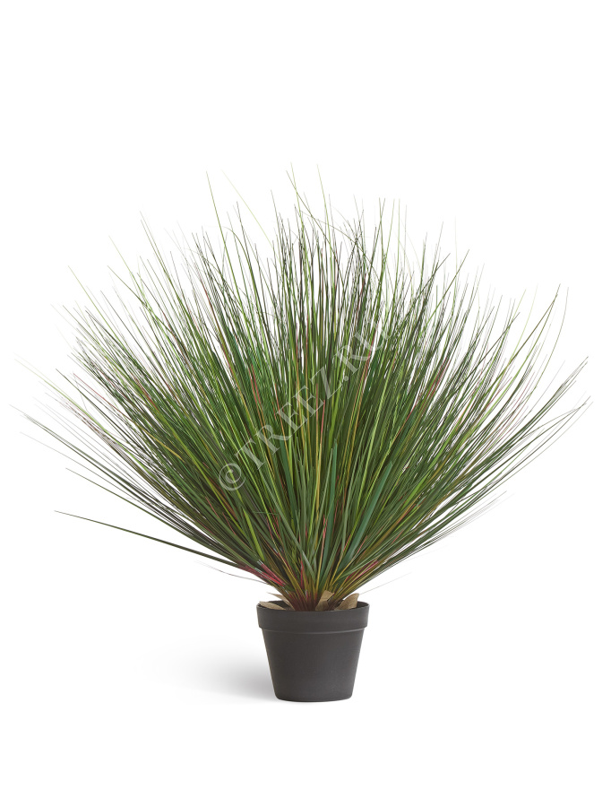 Трава Осока горная куст фото