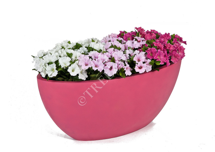 Петуния куст бледно-сиреневый фото