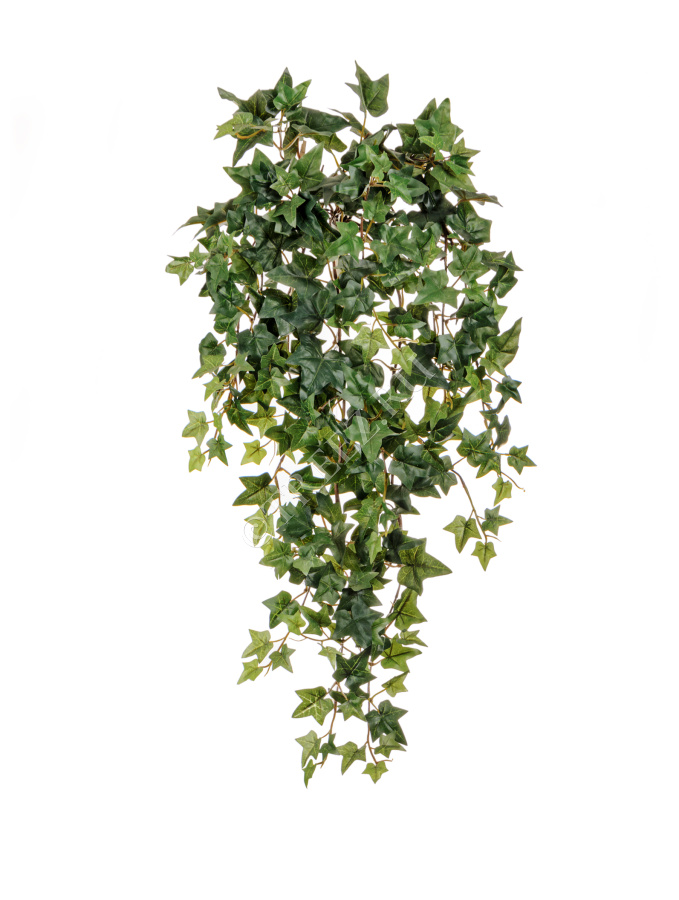 Английский плющ Новый фото