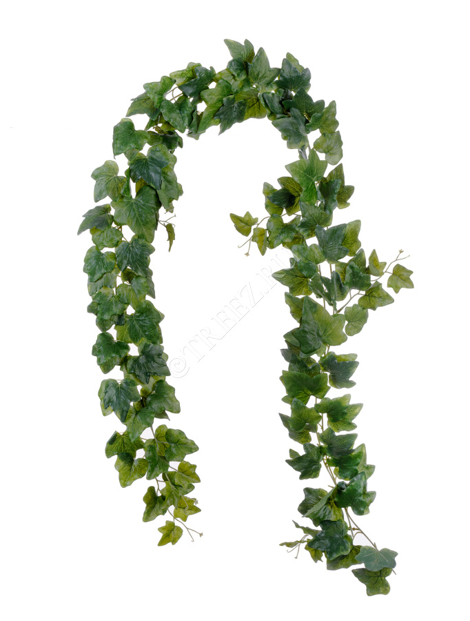 Английский Плющ гирлянда двойная фото