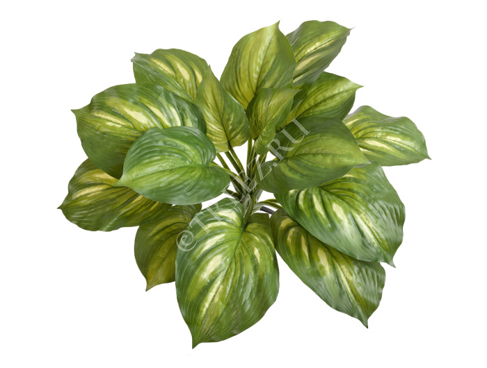 Хоста жёлто-зелёная большая (Sensitive Botanic) фото