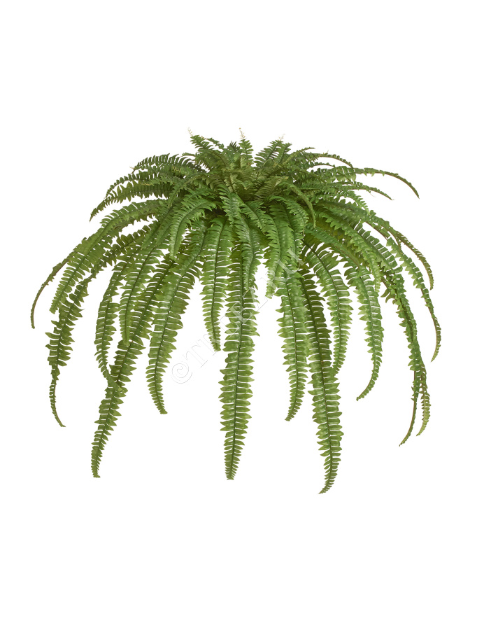 Папоротник Бостон Новый свисающий Лардж фото