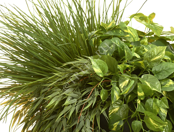 Потос Элегант ампельный большой новый фото