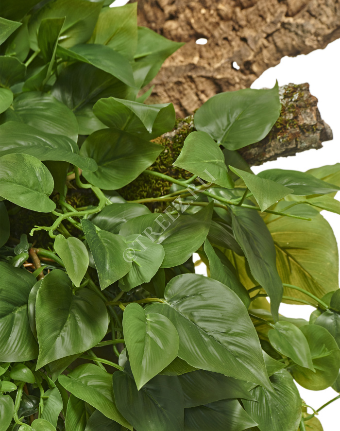 Филодендрон Элегант ампельный большой новый фото