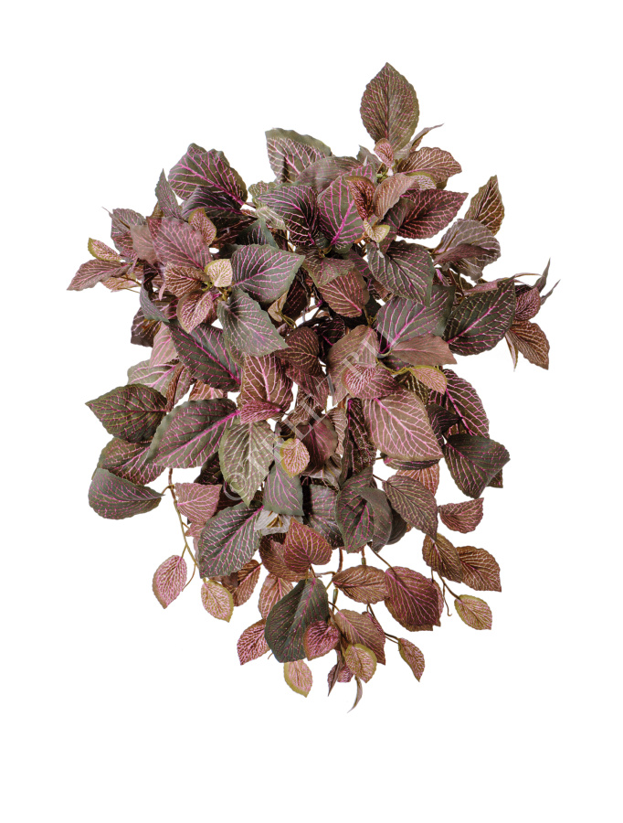 Фиттония Свит ампельная зелёно-розовая фото