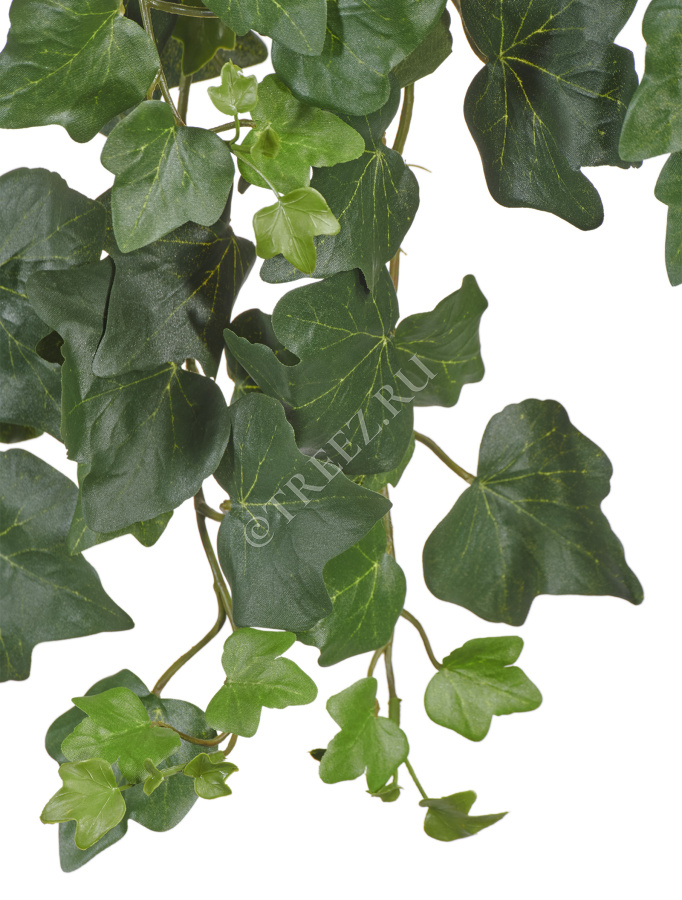 Английский плющ (серия FR - огнезащита) фото