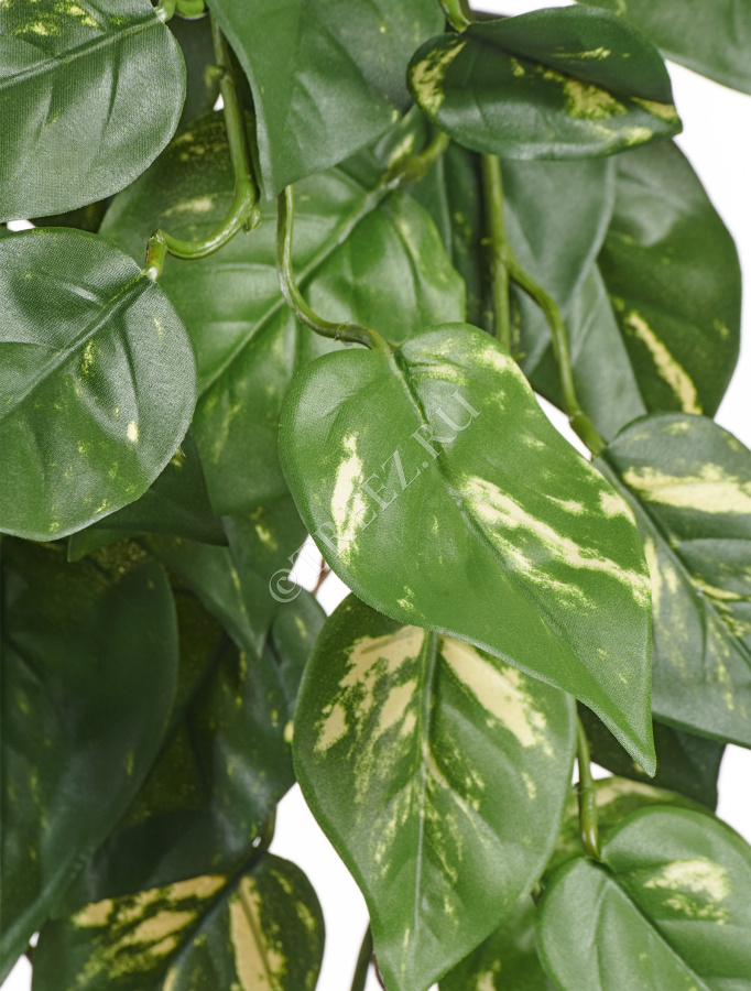 Потос куст ампельный (серия FR - огнезащита) фото