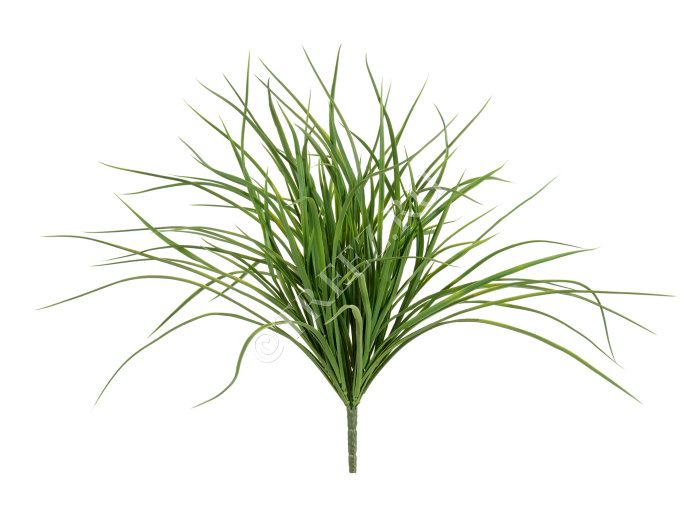 Трава Грасс Лонг куст фото