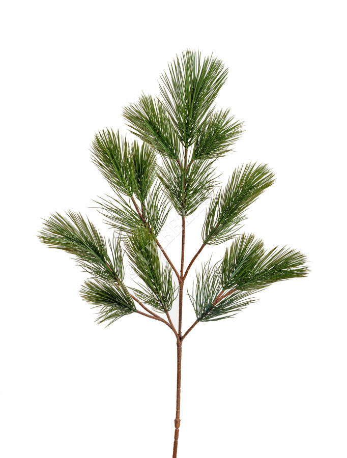 Ветка Сосны пушистая фото