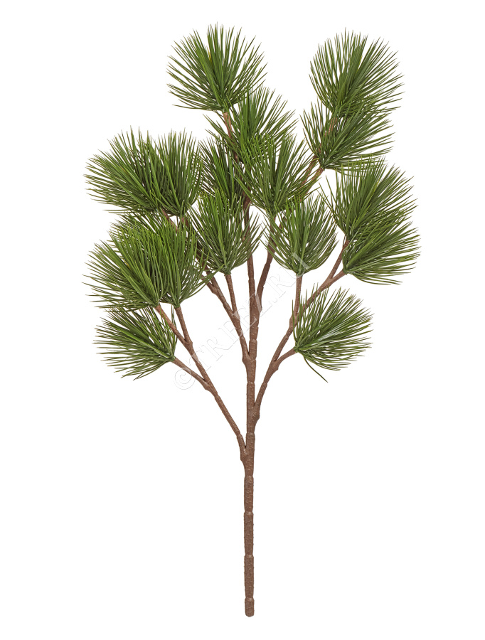 Ветка Сосны Белой японской Негиши фото