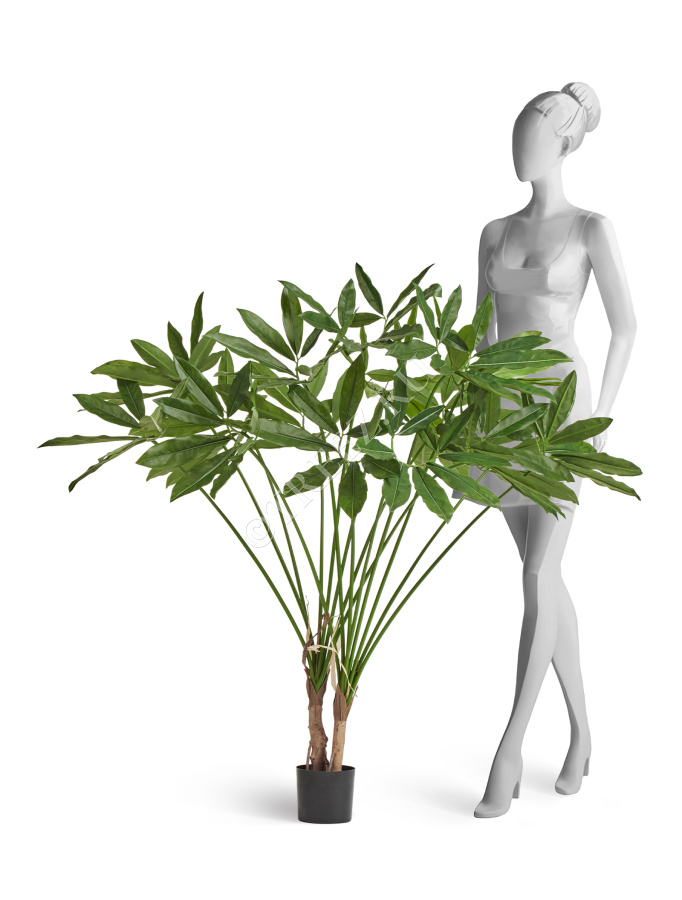 Филодендрон Гоэлди куст большой фото