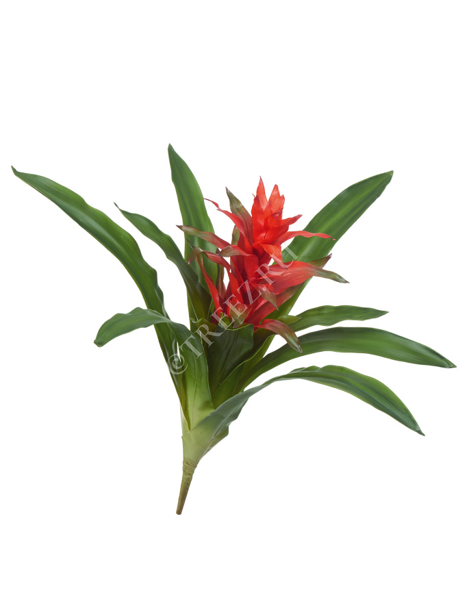 Гусмания с красным цветком фото