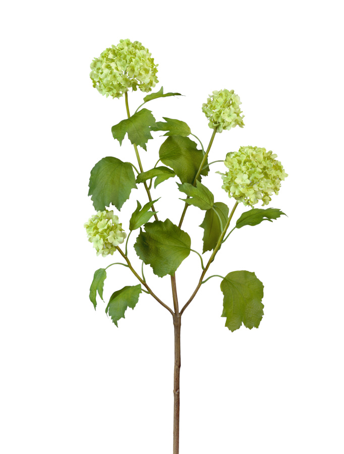 Калина бульдонеж (Вибурнум)  св.зелёная фото