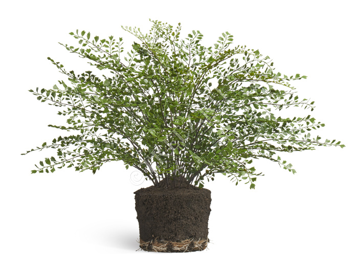 Папоротник Адиантум куст в земле с корнями фото