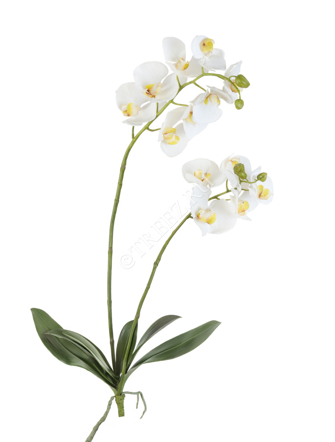 Орхидея Фаленопсис белая куст с корнями фото