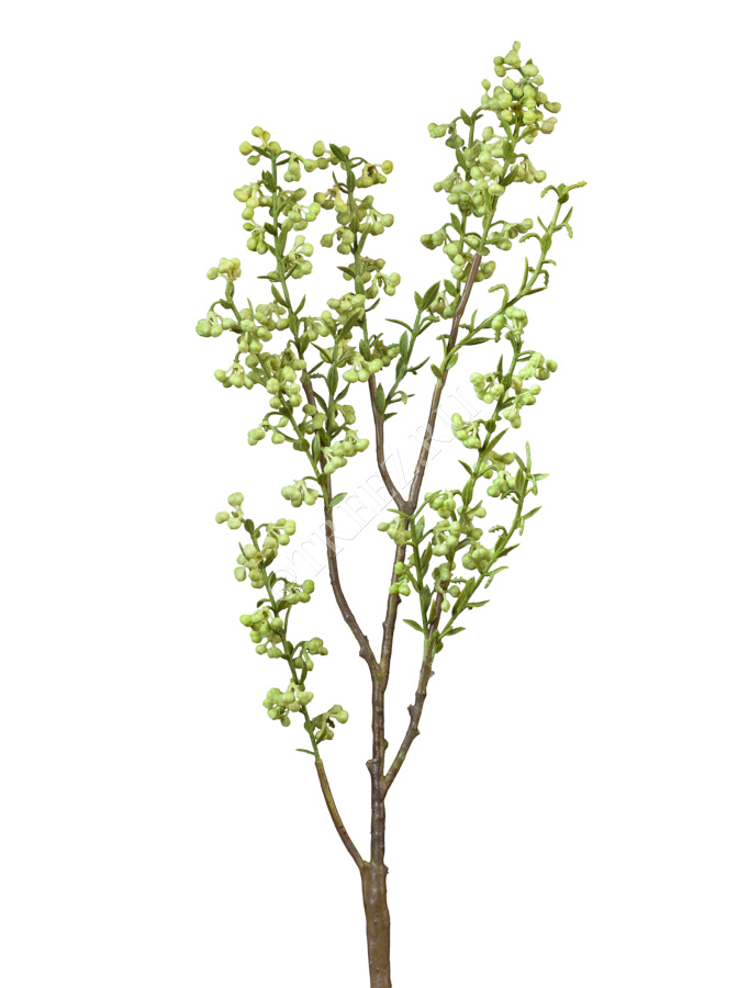 Ветка с лаймовыми мини-ягодками фото