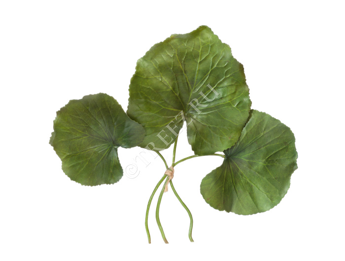 Листы Галакса зелёные 3 шт. фото