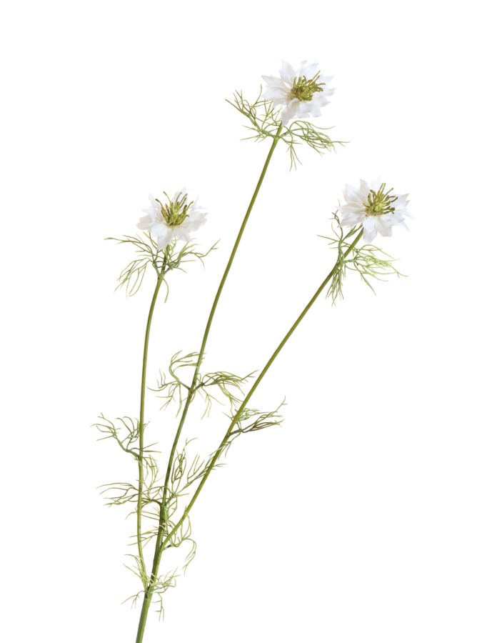 Нигелла белая фото