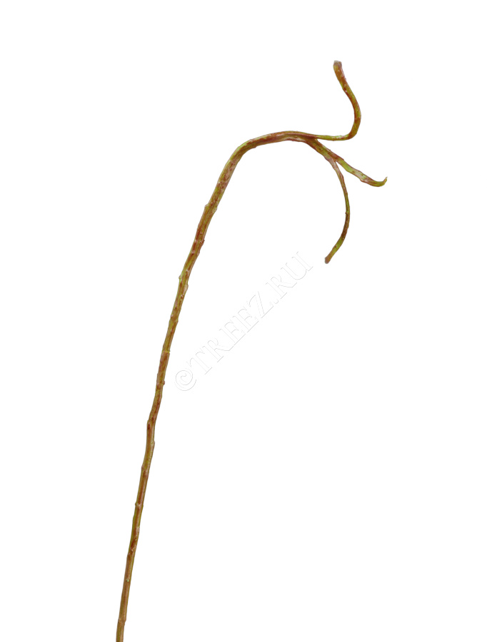 Ветка Салекса тонкая зелёно-коричневая фото