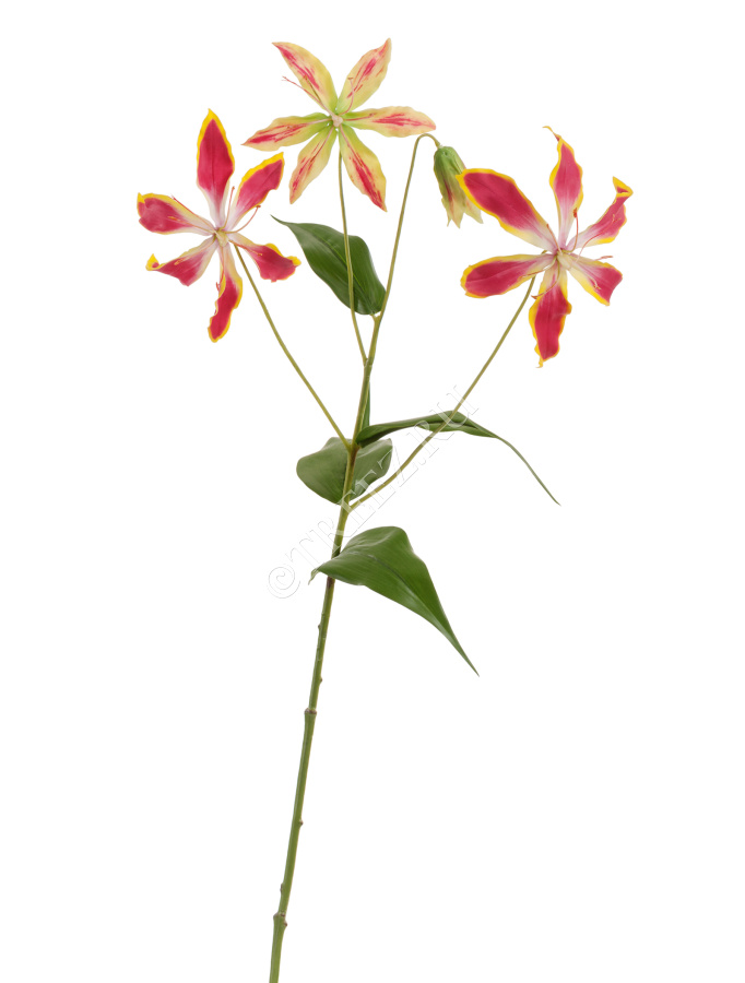 Глориоза ветка тёмно-розовая с жёлтым 3цв 1бут фото