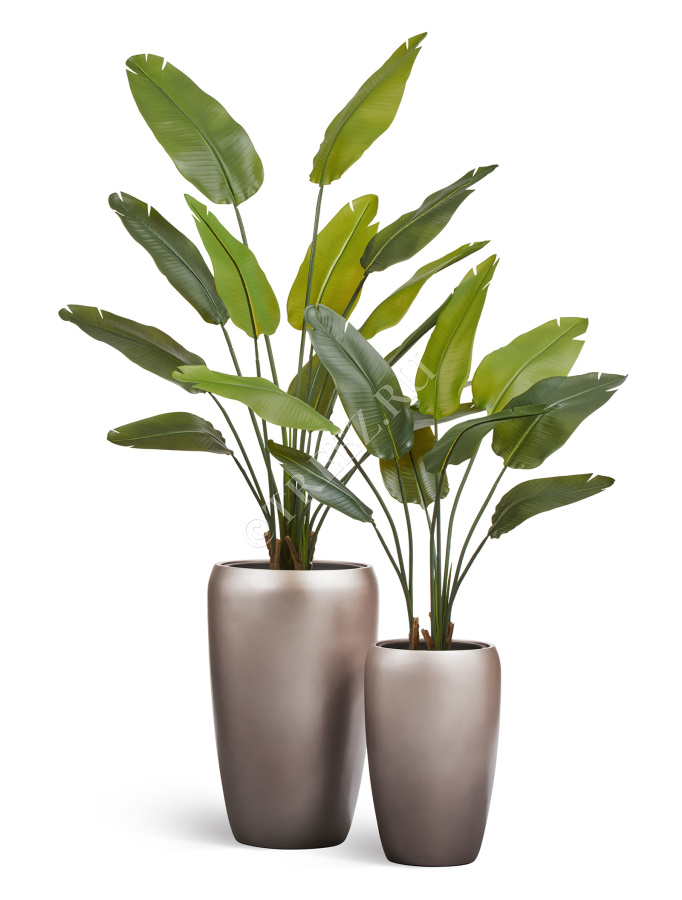 Сет № 102 - Композиция со стрелициями в матовых кашпо Treez Effectory Metal фото