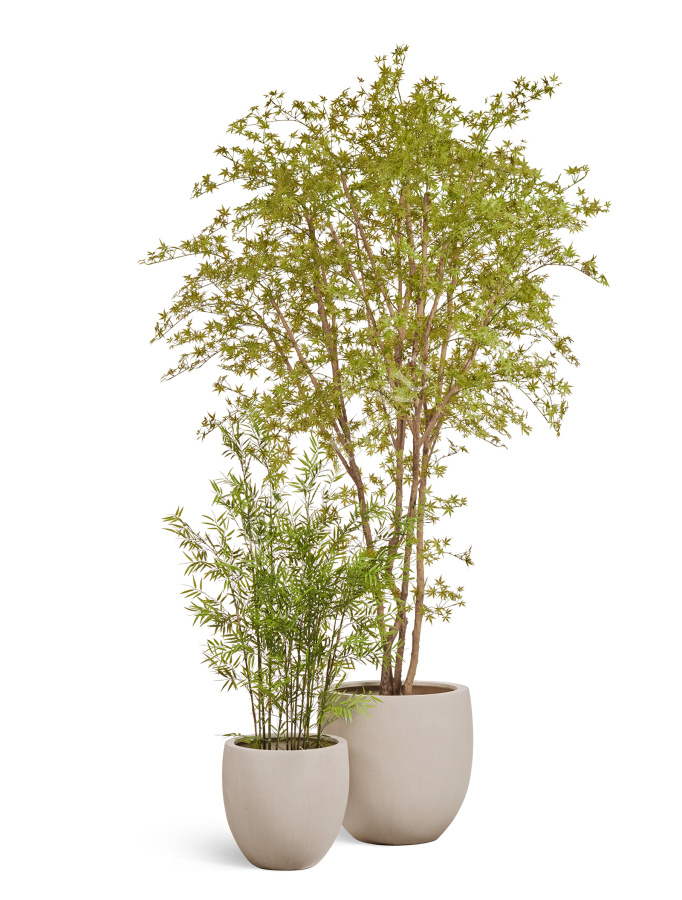 Сет № 113 - Композиция с кленом в кашпо Treez Effectory Beton фото