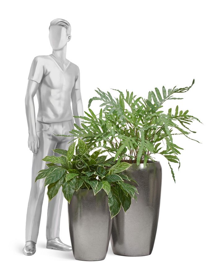 Сет № 125 - Композиция с папоротником и аглаонемой в серебряных кашпо Treez Effectory Metal фото