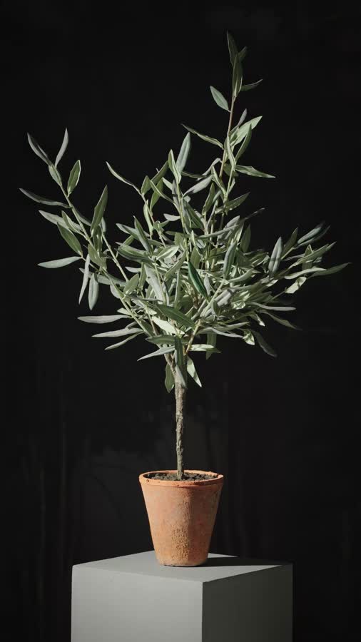 Олива Элегант (серия Prime) в керамическом кашпо фото