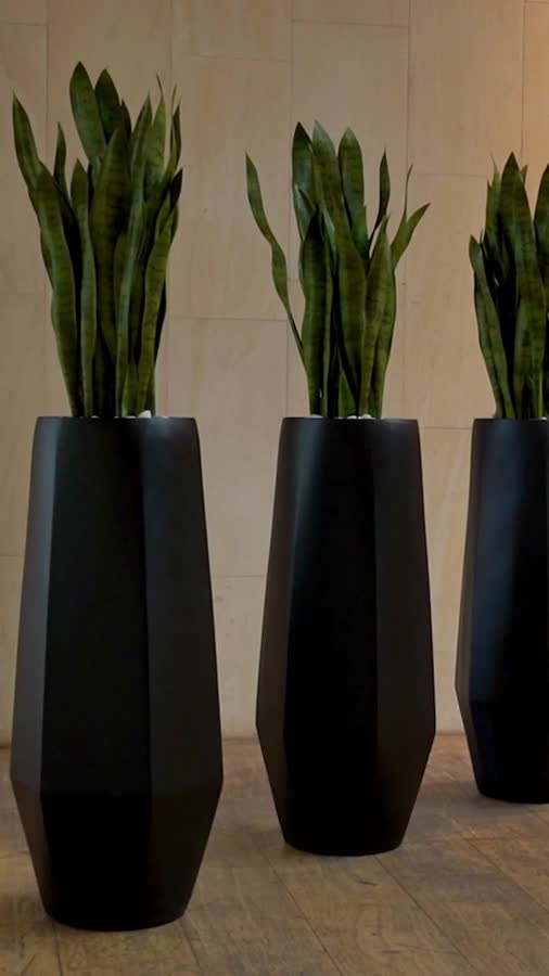 Сансевиерия куст зелёный фото