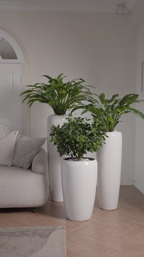 Сет № 47 - Композиция с Фикусом и Калатеями в кашпо Treez Effectory Gloss фото